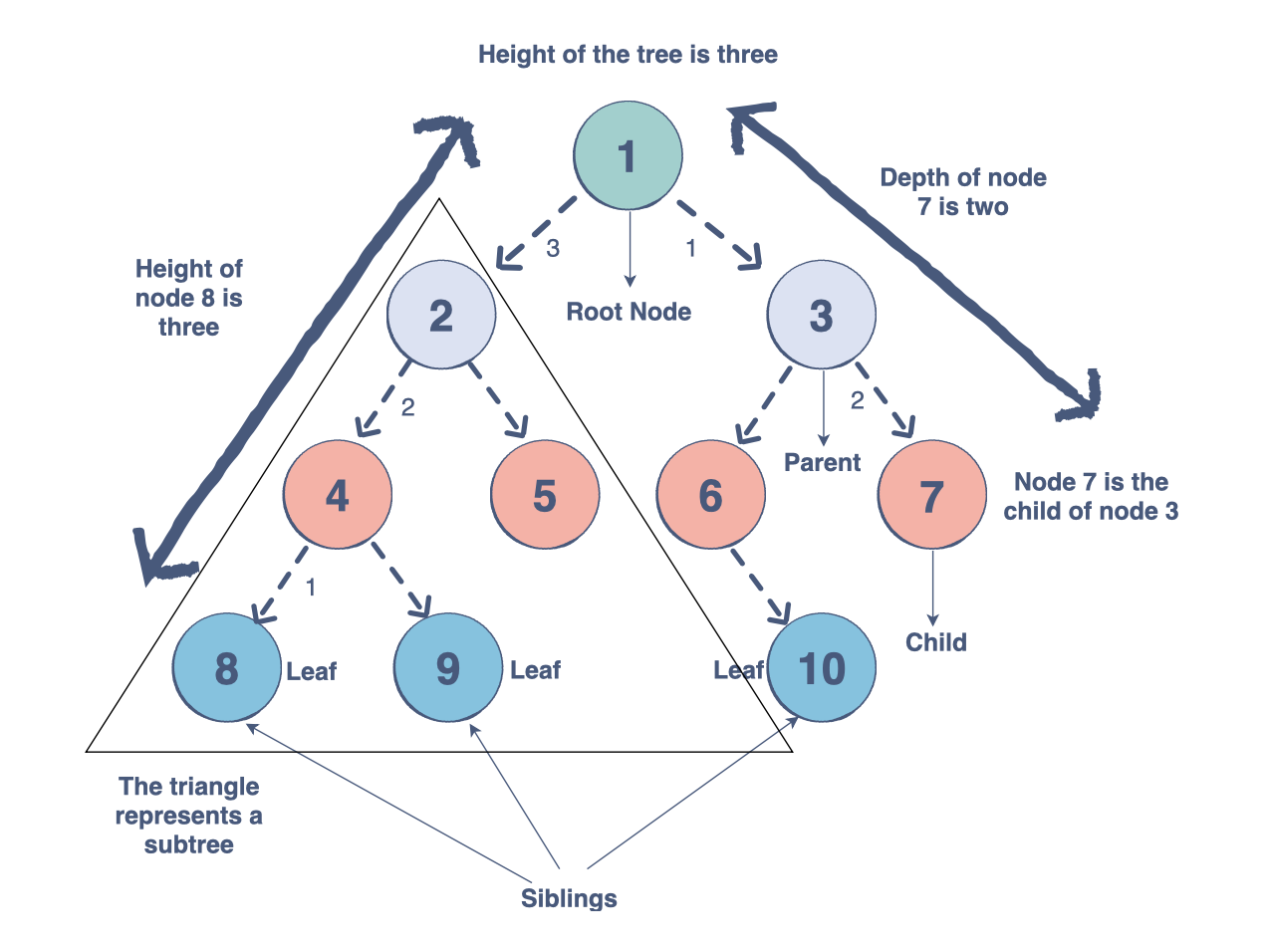 height of tree